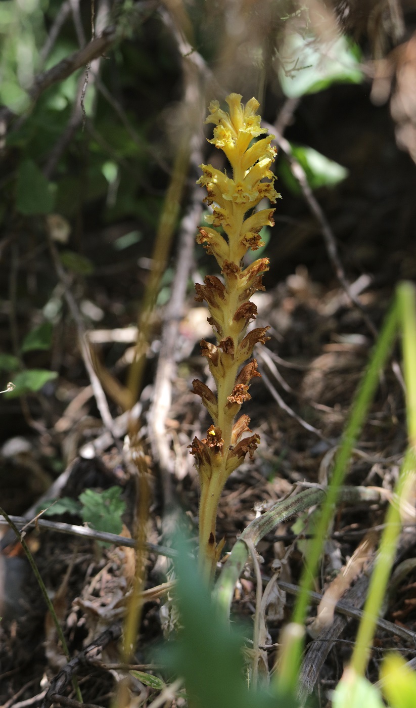 Image of genus Orobanche specimen.