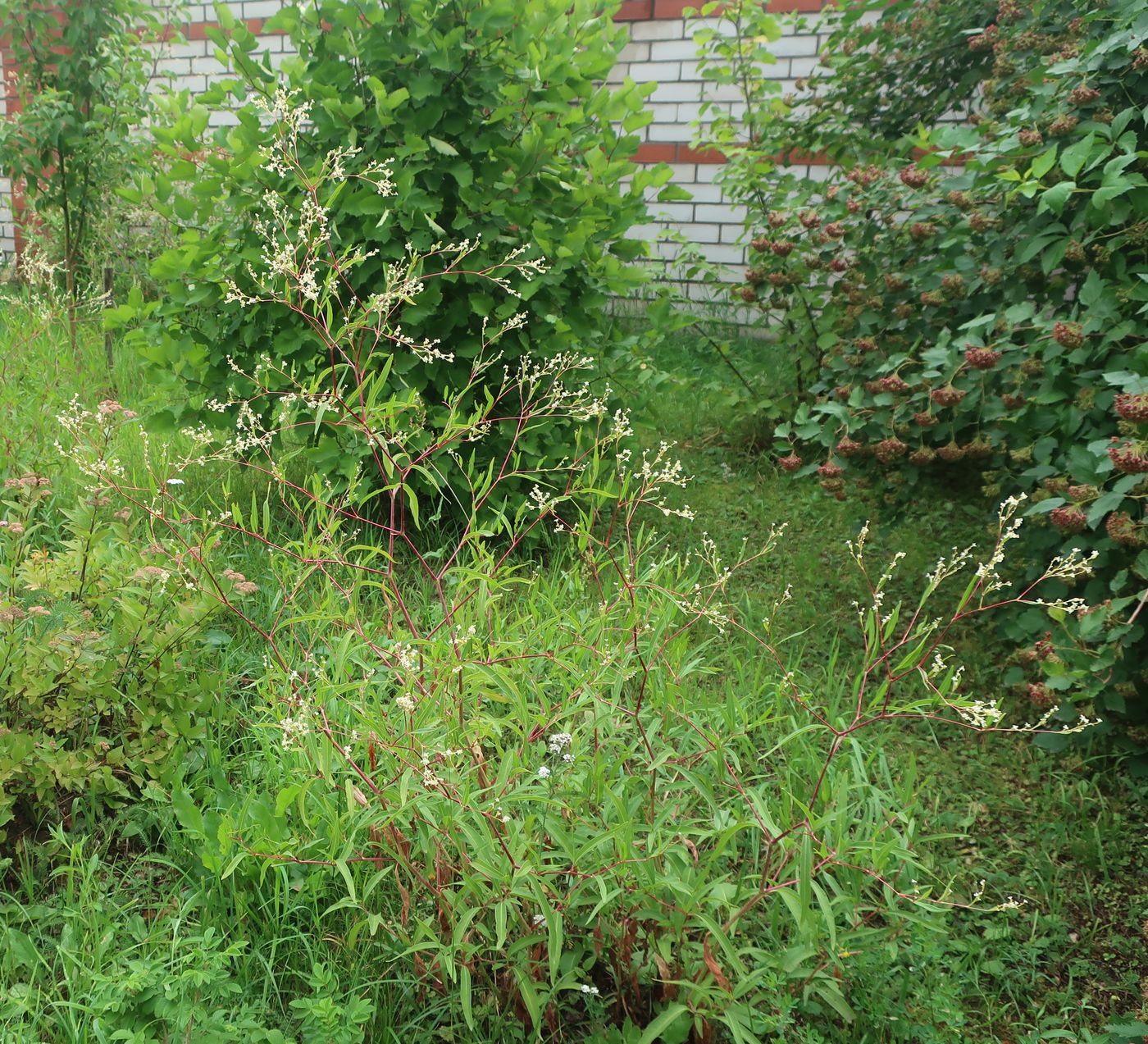 Изображение особи Aconogonon divaricatum.