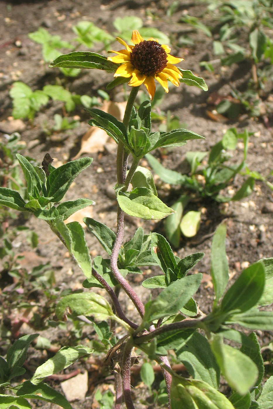 Image of Sanvitalia procumbens specimen.