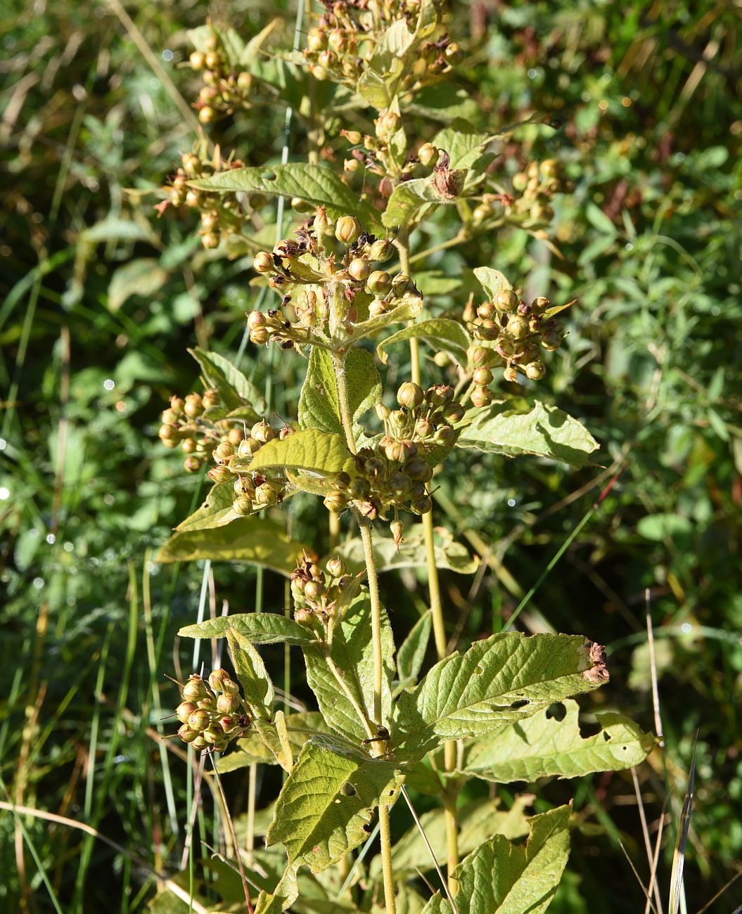 Image of Lysimachia vulgaris specimen.