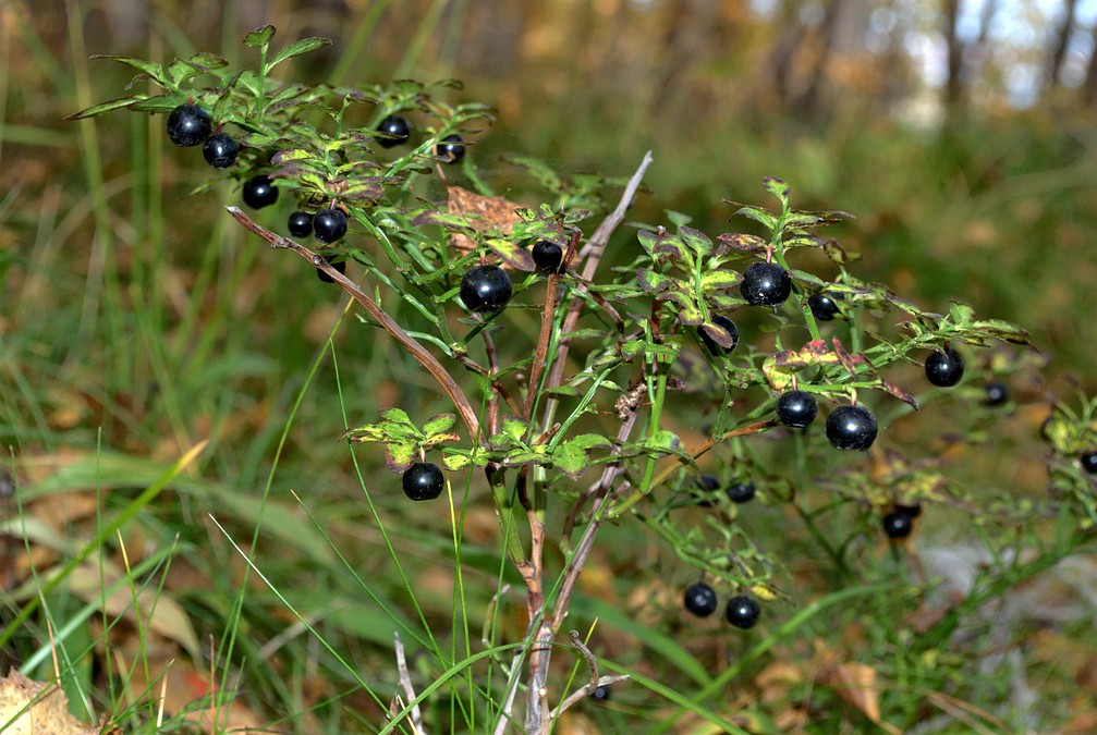 Изображение особи Vaccinium myrtillus.