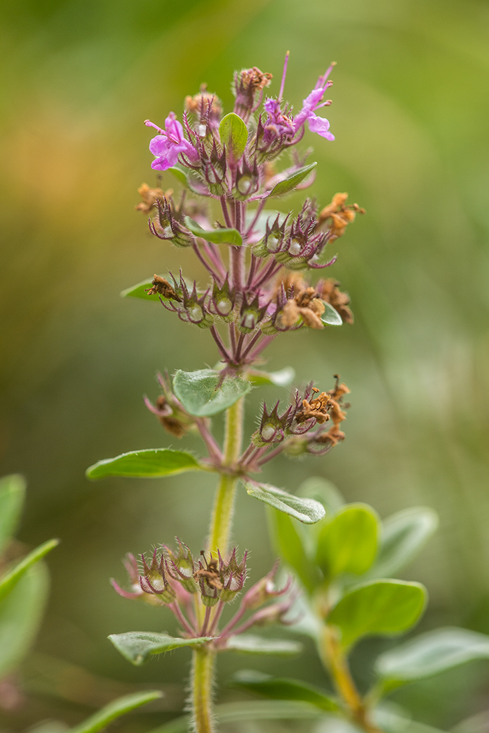 Изображение особи Thymus nummularius.