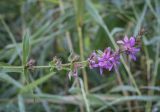 Lythrum salicaria. Верхушка цветущего растения в каплях дождя. Москва, ГБС РАН, дендрарий, берег пруда. 15.09.2022.