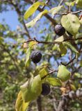 Prunus sogdiana