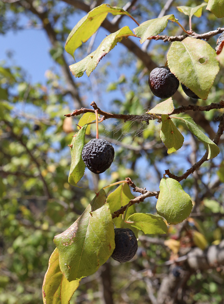 Изображение особи Prunus sogdiana.