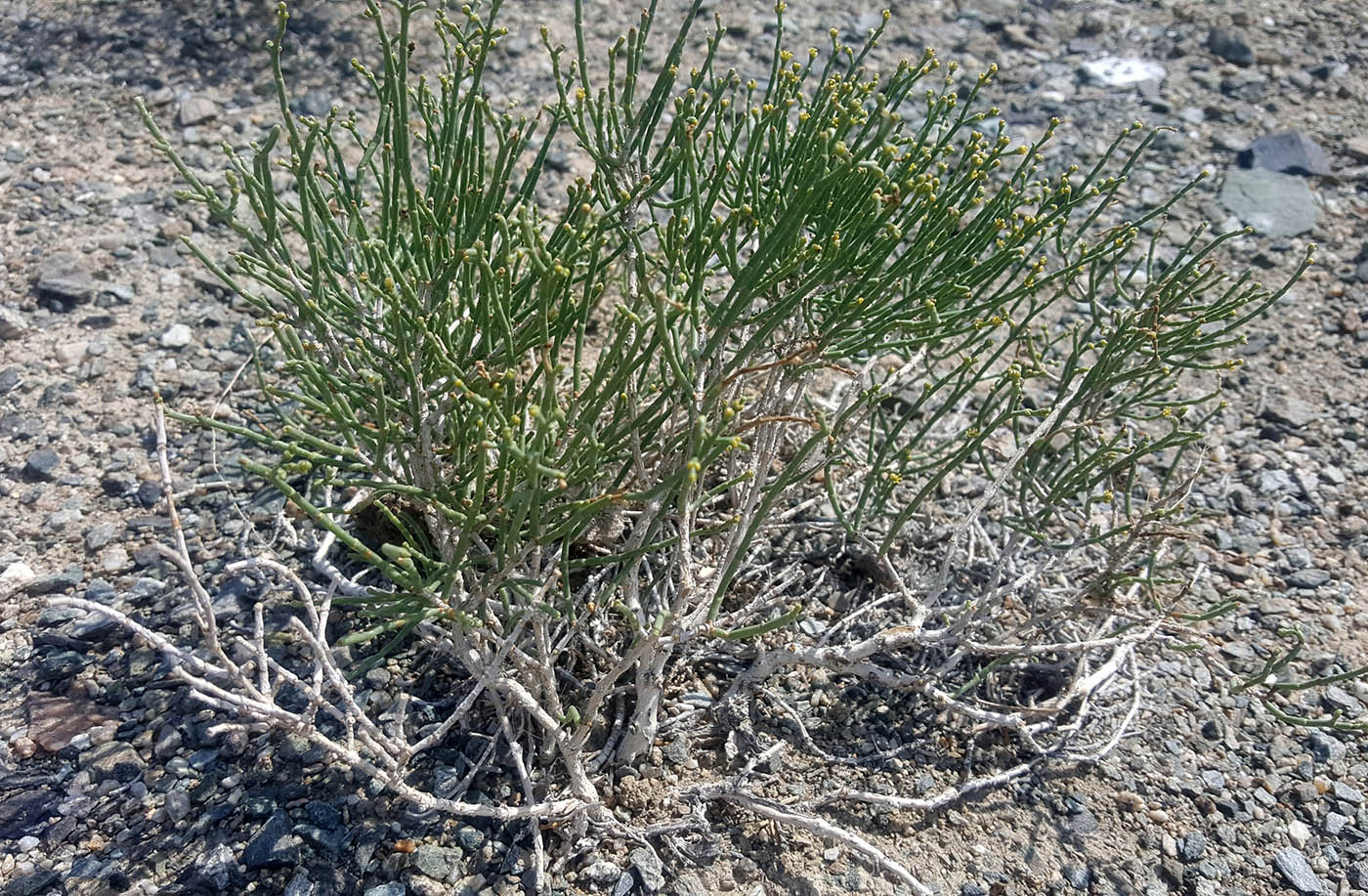 Image of Anabasis elatior specimen.