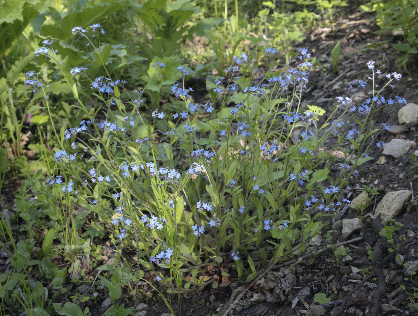 Image of Myosotis sylvatica specimen.