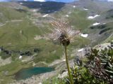 Pulsatilla aurea. Верхушка побега с плодом. Карачаево-Черкесия, Урупский р-н, Кавказский биосферный заповедник, Имеретинские озёра, борт дол. оз. Проточное, ≈ 2550 м н.у.м., крупнокаменистая осыпь. 29.07.2022.