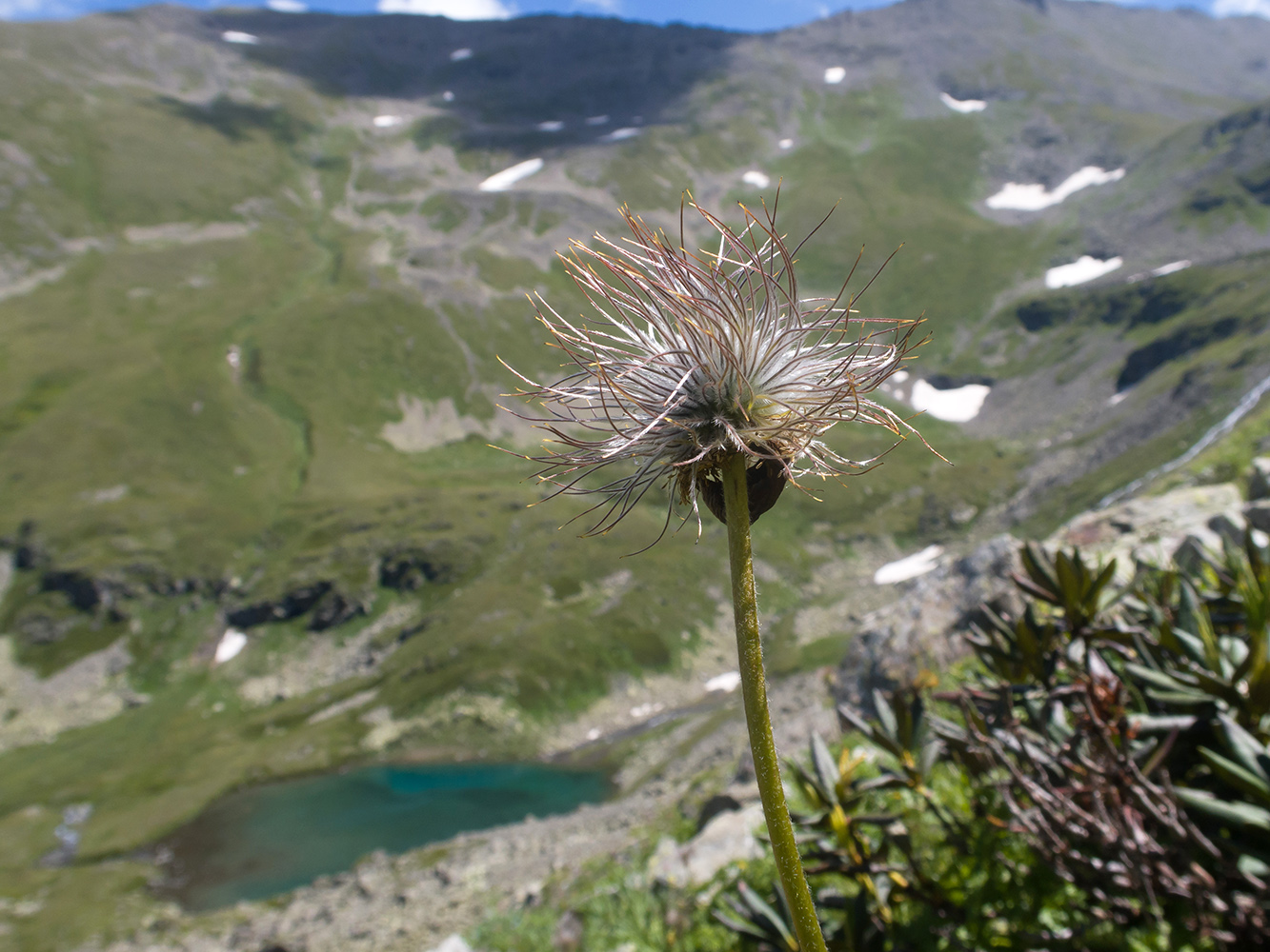 Image of Pulsatilla aurea specimen.