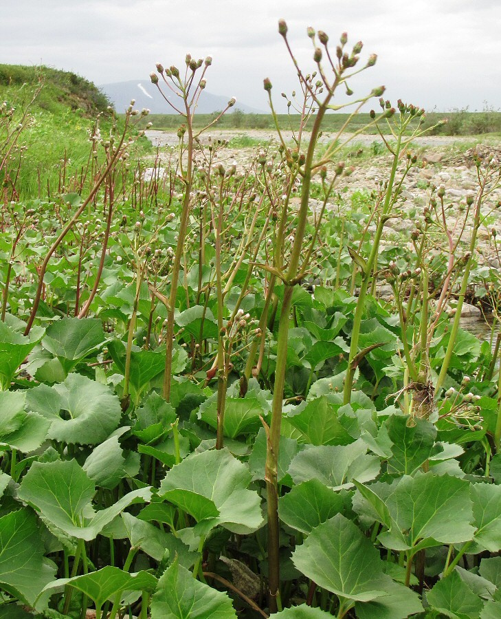 Image of Petasites radiatus specimen.