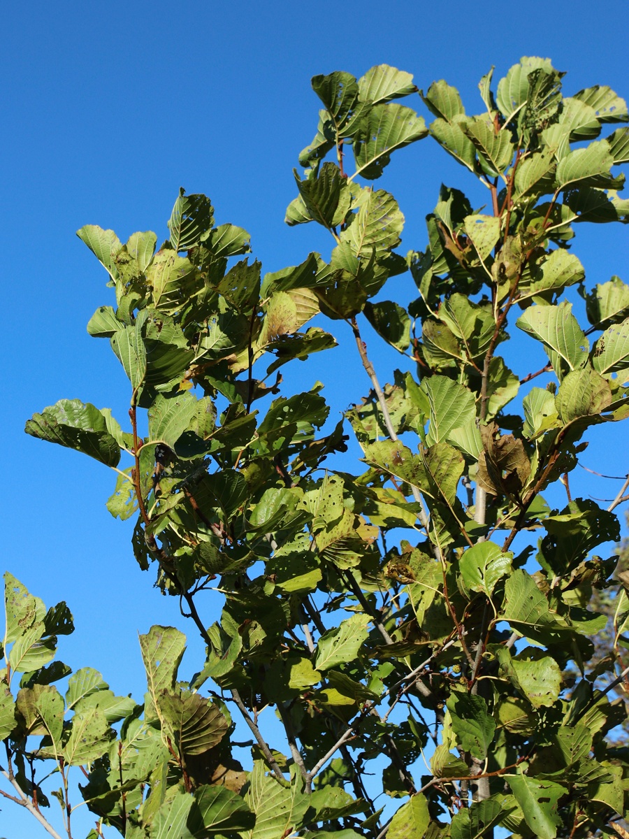 Image of Alnus glutinosa specimen.