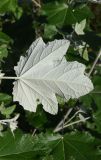 Image of taxon representative. Author is Александр Лебедев