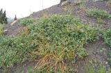 Trifolium hirtum. Вегетирующие растения. Крым, городской округ Алушта, мыс Плака, сланцевый склон. 1 мая 2021 г.