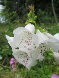 Digitalis purpurea. Верхушка соцветия (гипохромная форма); у прицветника сидит жук - пятнистоусая лептура (Paracorymbia maculicornis). Беларусь, Гродненская обл., Новогрудский р-н, окр. дер. Большие Лезневичи, окраина зарастающей вырубки в ельнике чернично-зелёномошном. 03.07.2022.