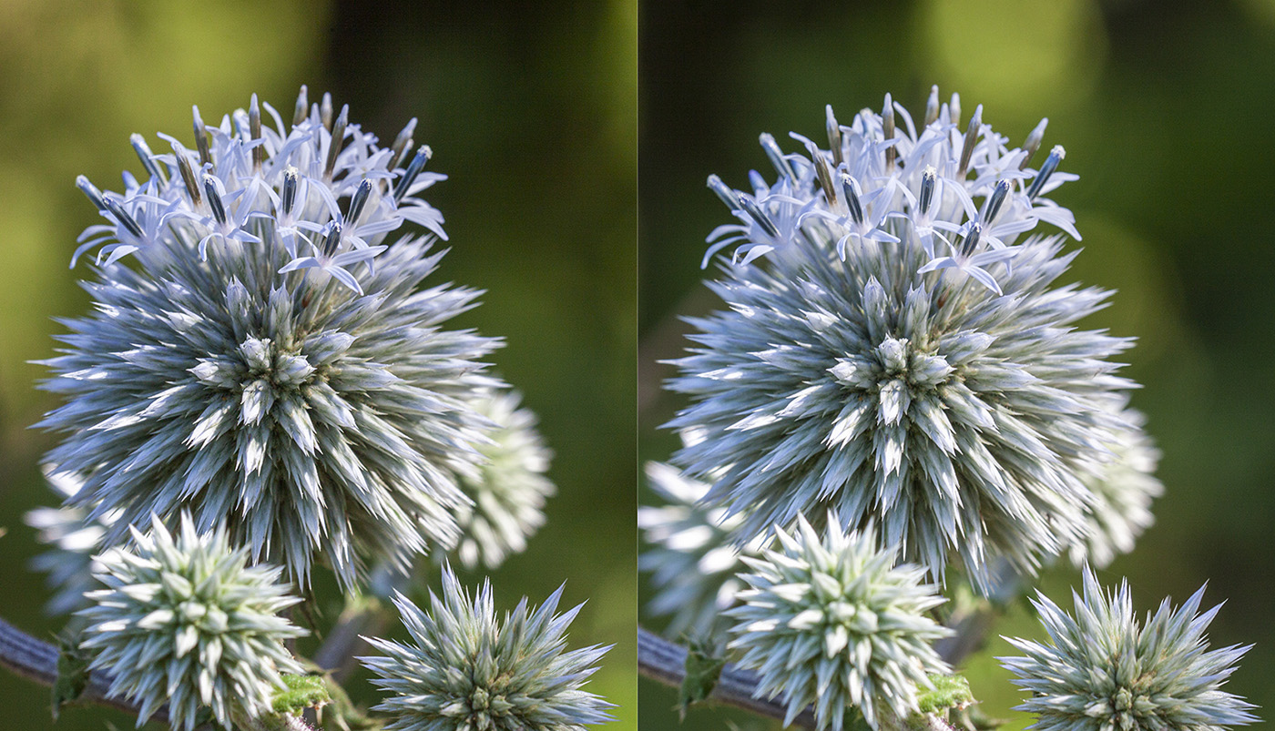 Image of Echinops sphaerocephalus specimen.