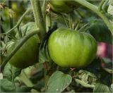 Lycopersicon esculentum. Незрелый плод (сорт крупноплодный). Московская обл., Раменский р-н, окр. дер. Хрипань, садовый участок. 15.08.2022.