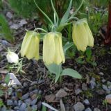 Fritillaria pallidiflora