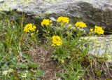 Draba hispida