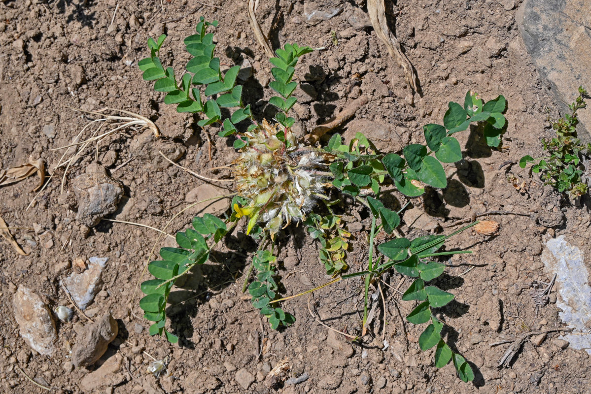 Изображение особи род Astragalus.