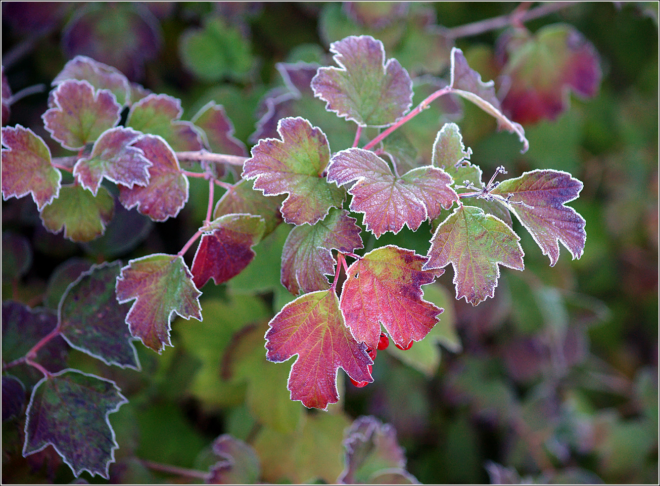 Image of Viburnum opulus specimen.