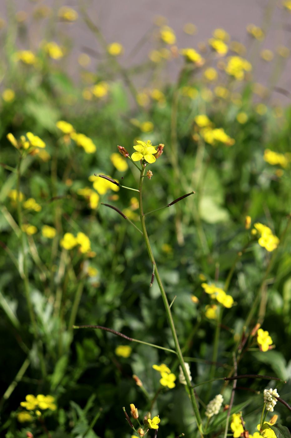 Изображение особи Diplotaxis muralis.