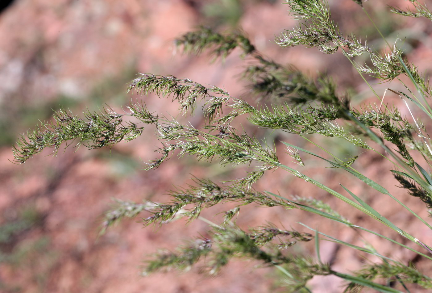 Изображение особи Poa bulbosa ssp. vivipara.