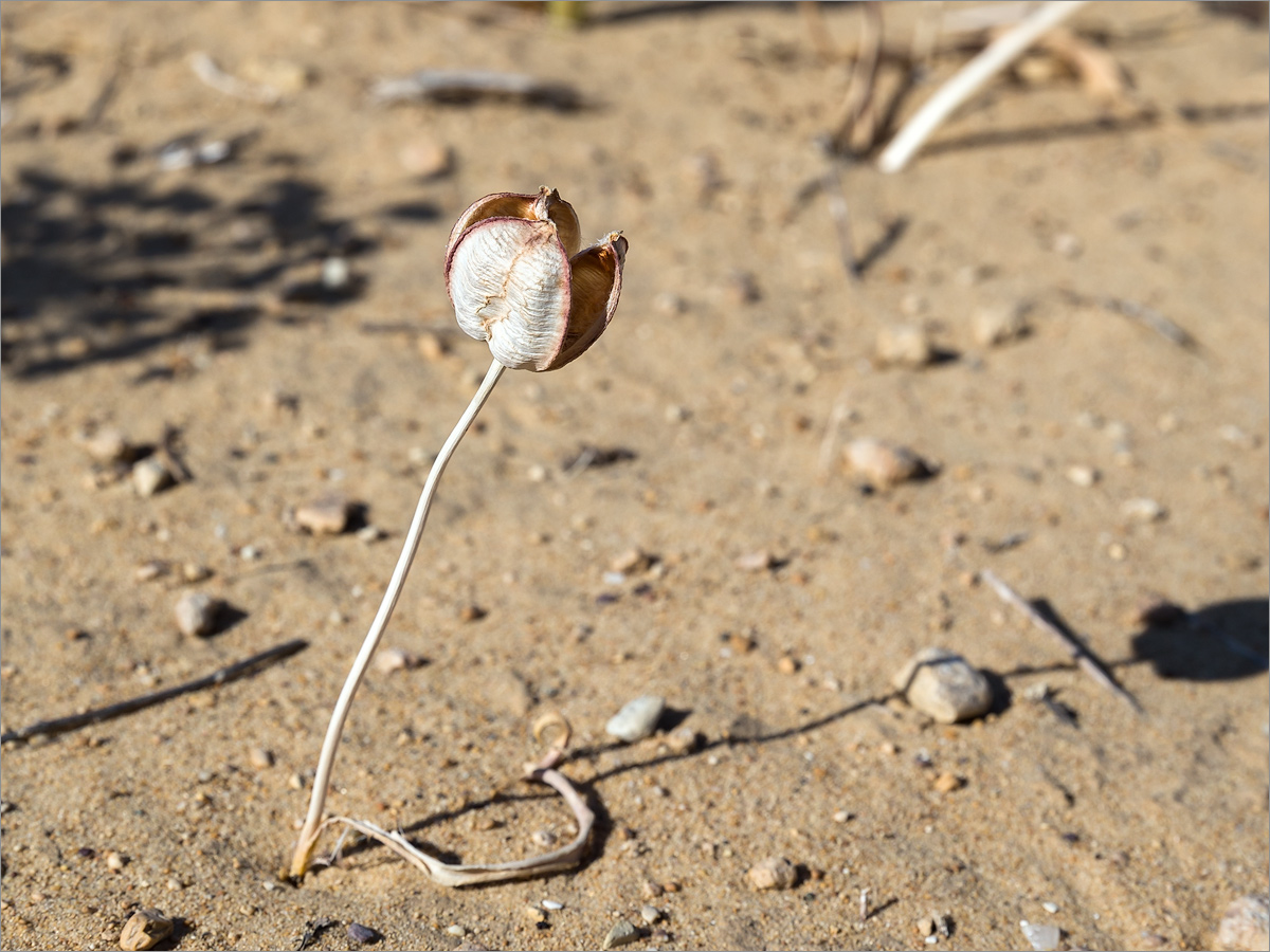 Image of Tulipa sogdiana specimen.