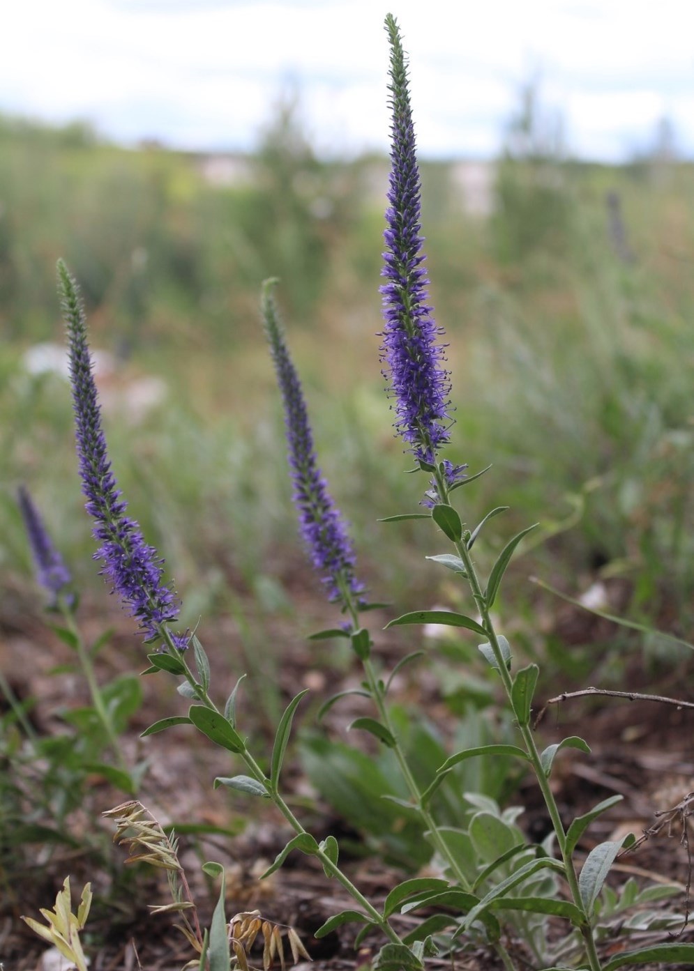 Image of Veronica spicata ssp. bashkiriensis specimen.