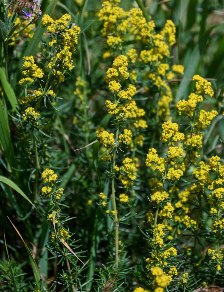 Изображение особи Galium verum.