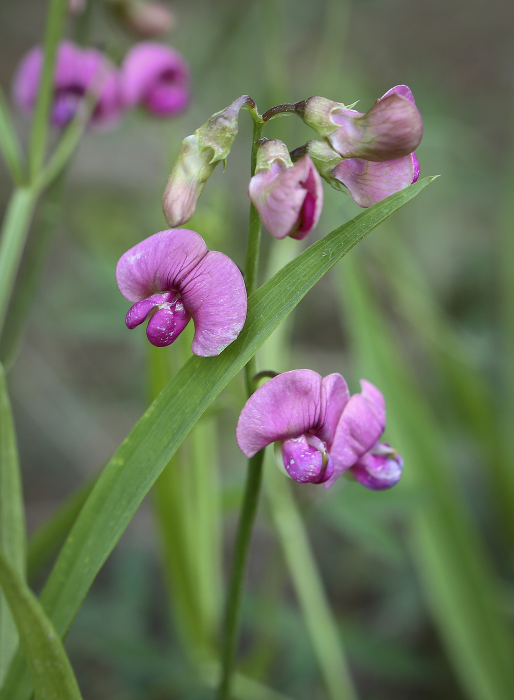 Изображение особи Lathyrus sylvestris.