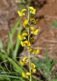 Crotalaria lanceolata