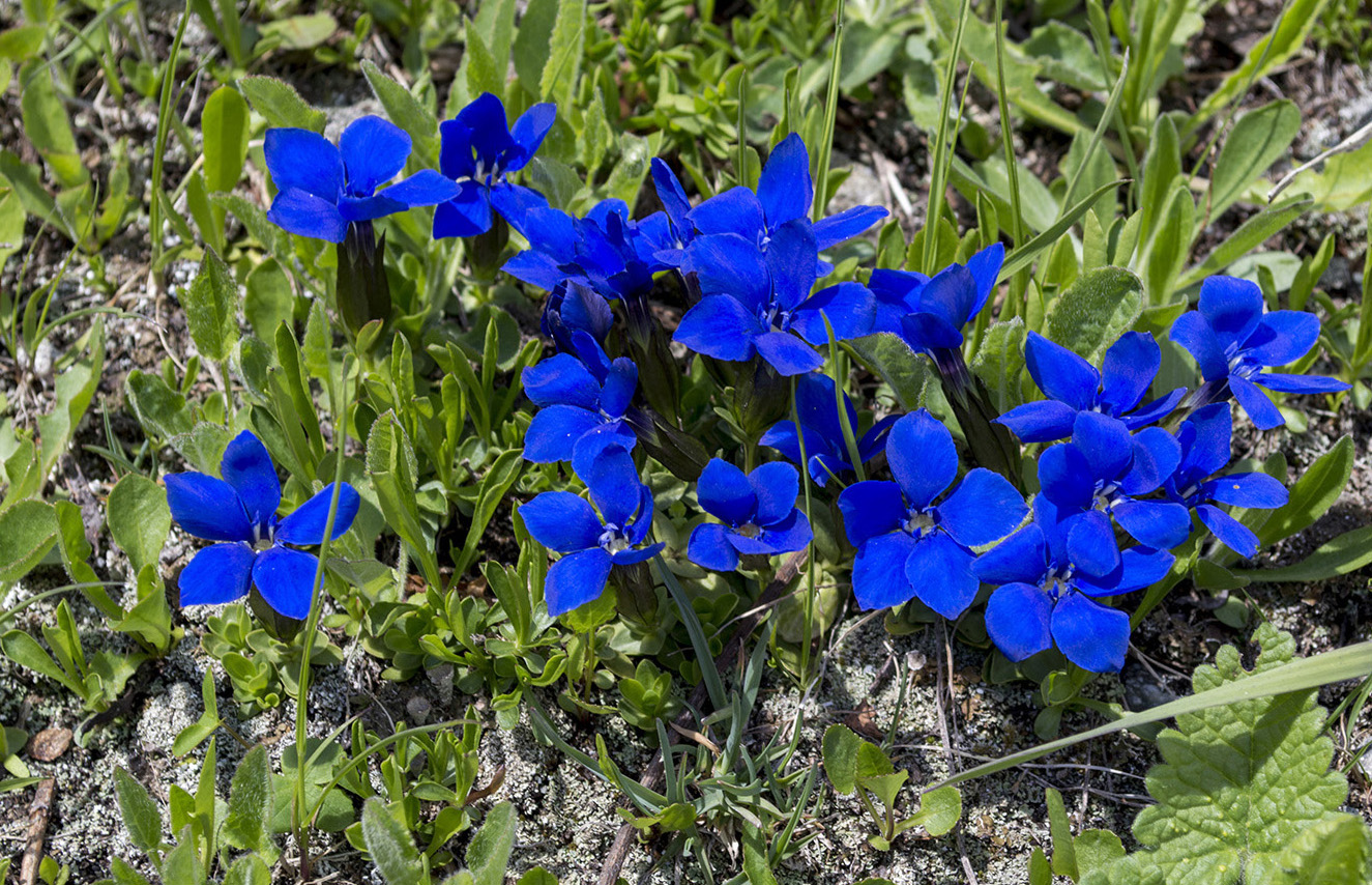Изображение особи Gentiana angulosa.