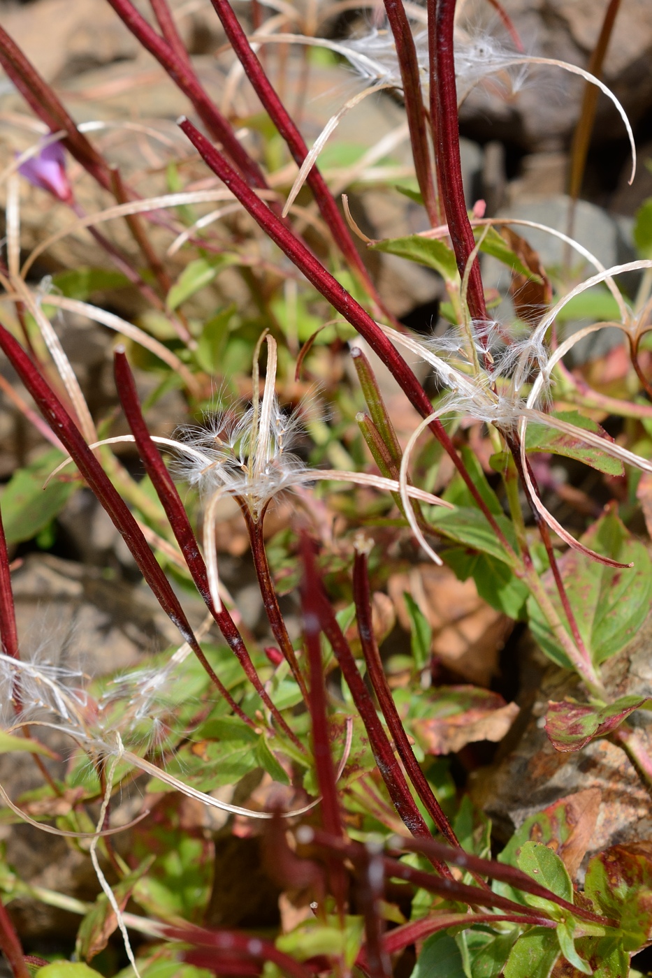 Image of Epilobium anagallidifolium specimen.