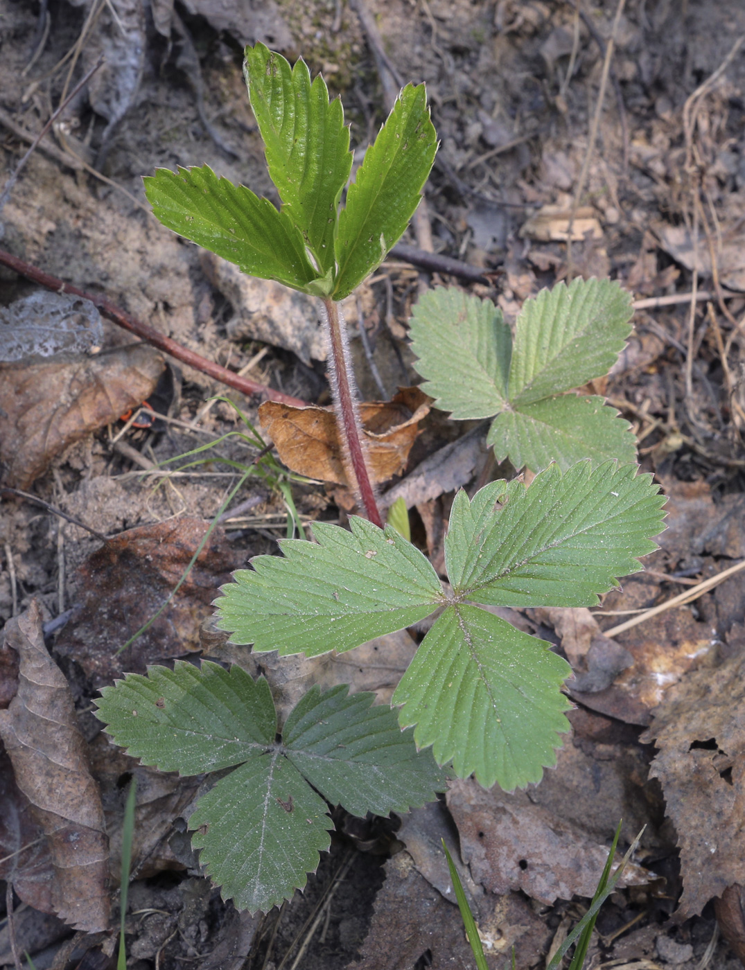 Image of Fragaria vesca specimen.