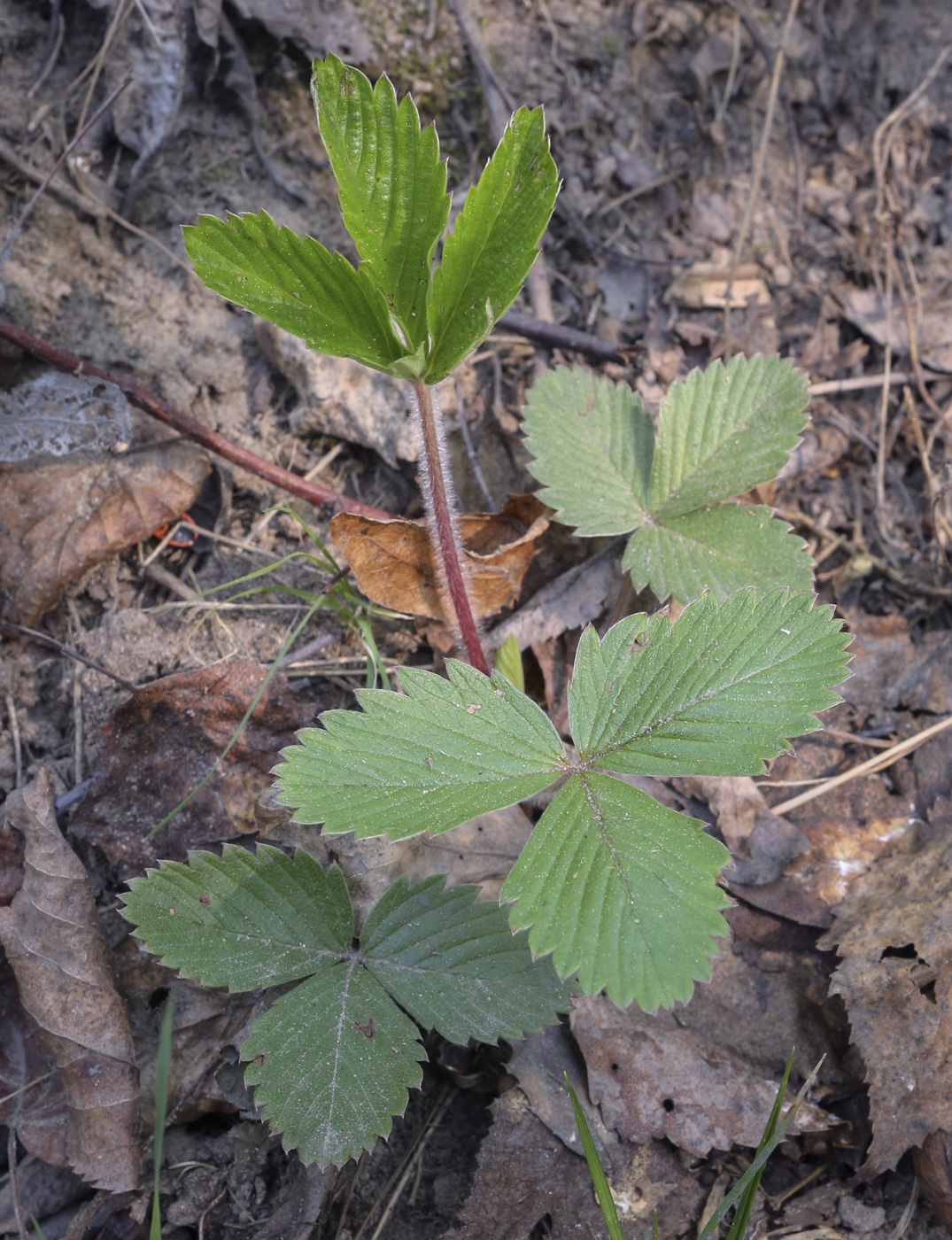 Изображение особи Fragaria vesca.