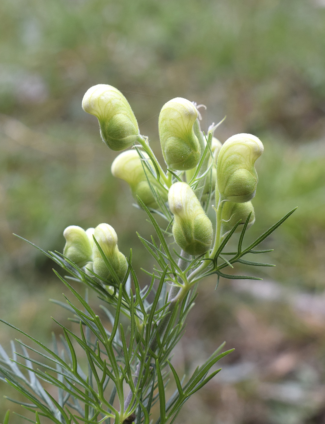 Изображение особи Aconitum anthora.