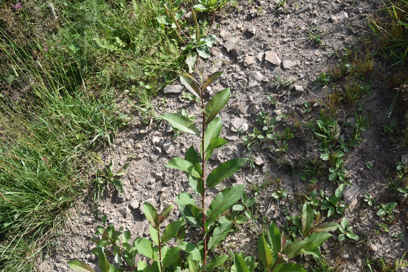 Изображение особи Salix caucasica.