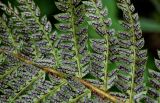 Polystichum braunii. Часть вайи с сорусами (вид снизу). Грузия, Имеретия, окр. водопада Ламина, широколиственный лес, каменистый участок склона. 15.06.2023.