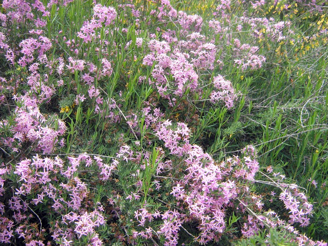 Image of Lonicera alberti specimen.