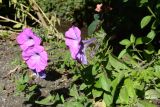 Petunia × hybrida