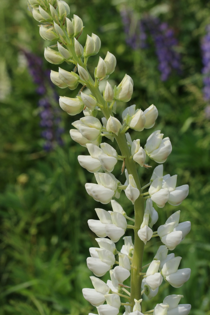 Изображение особи Lupinus polyphyllus.