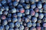Prunus spinosa