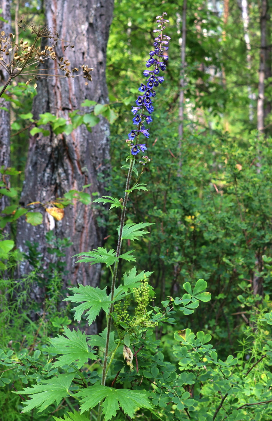 Image of Delphinium retropilosum specimen.