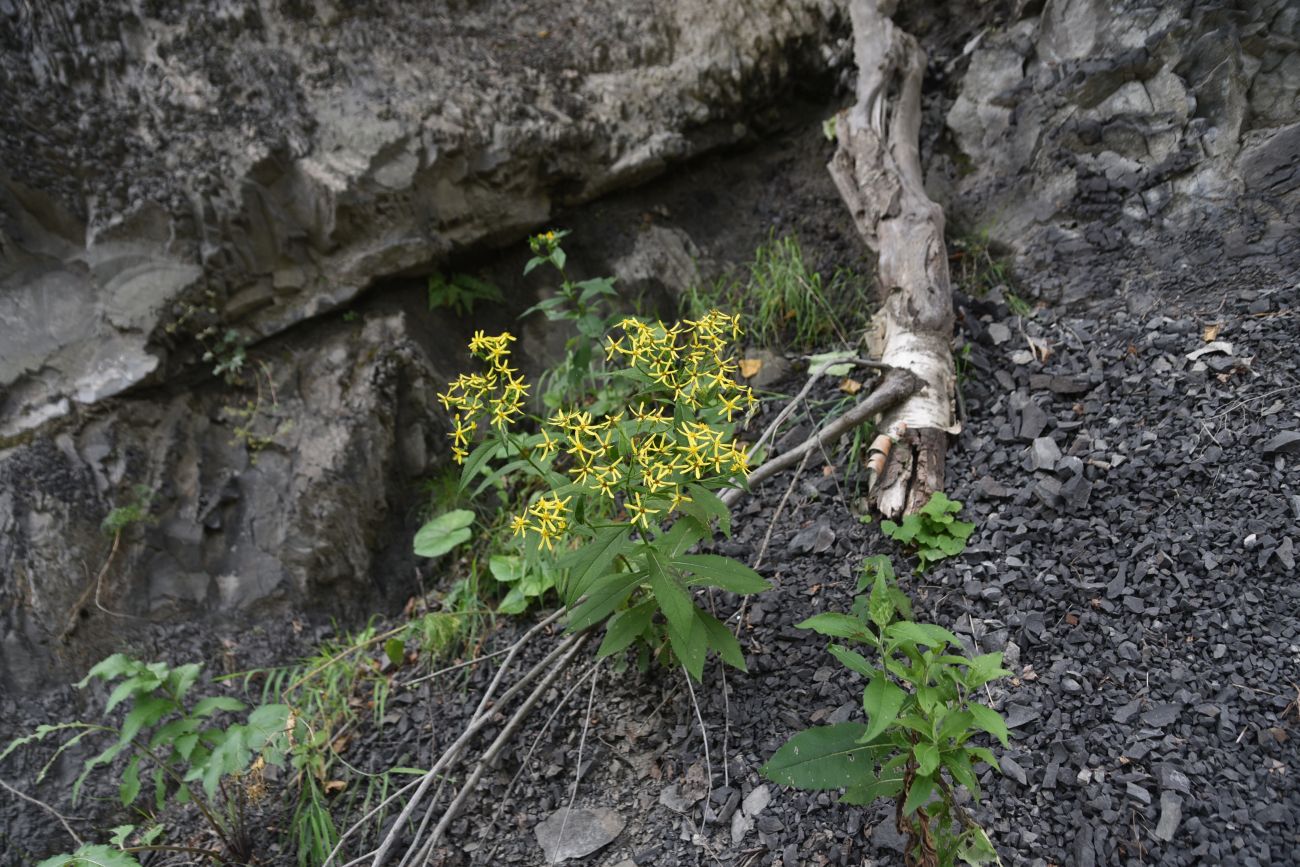 Image of Senecio propinquus specimen.