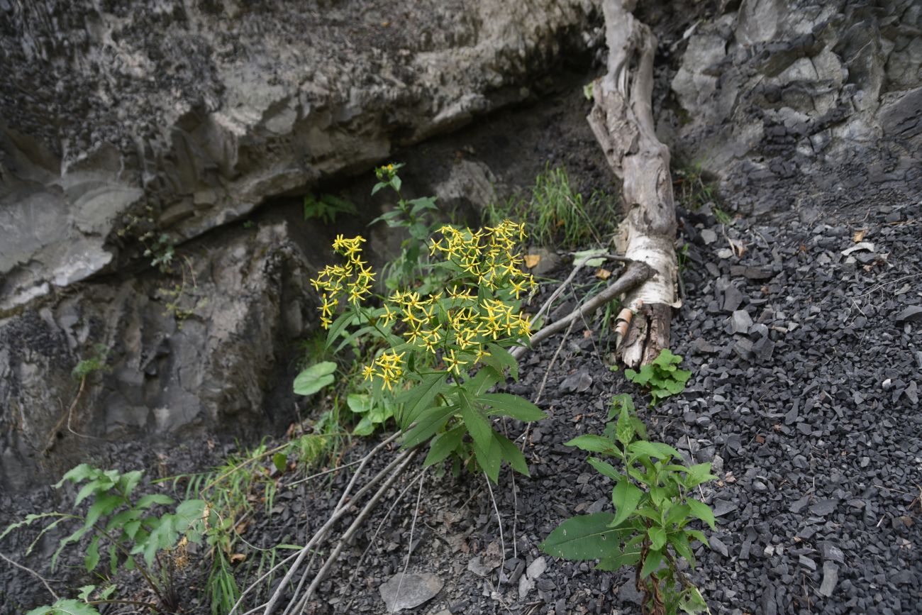 Изображение особи Senecio propinquus.