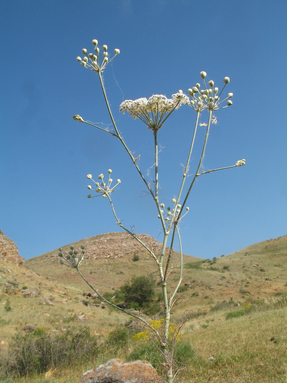 Изображение особи Hyalolaena bupleuroides.