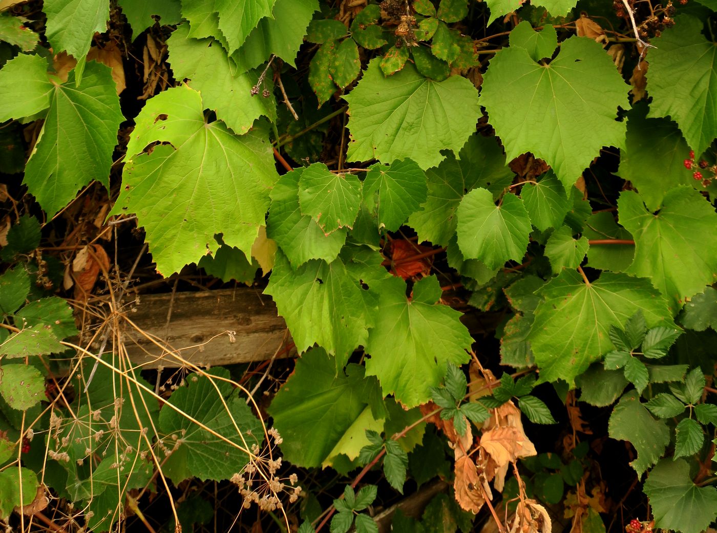 Изображение особи Vitis amurensis.