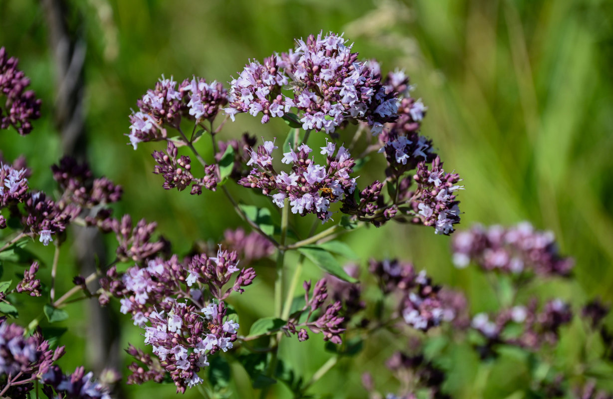 Изображение особи Origanum vulgare.