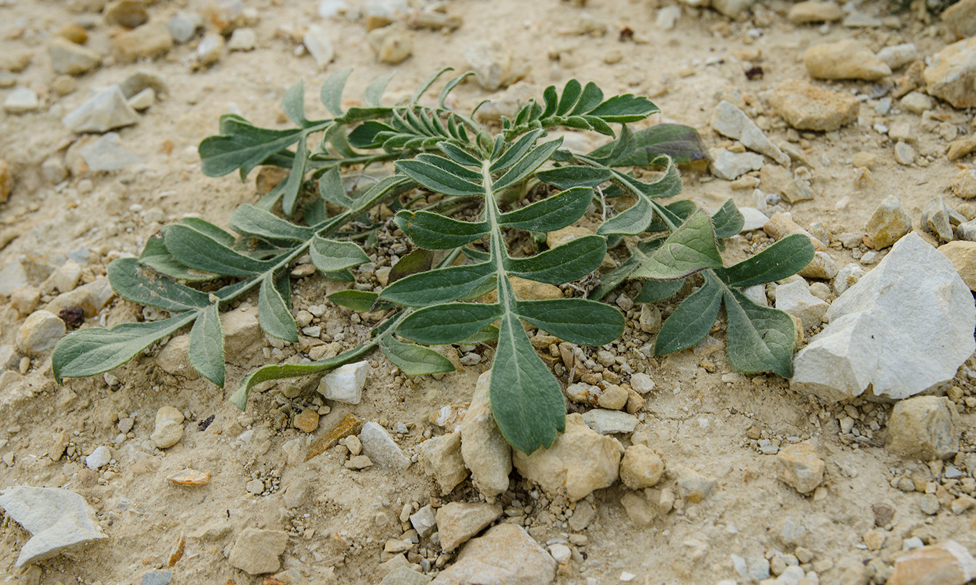 Изображение особи Cephalaria uralensis.