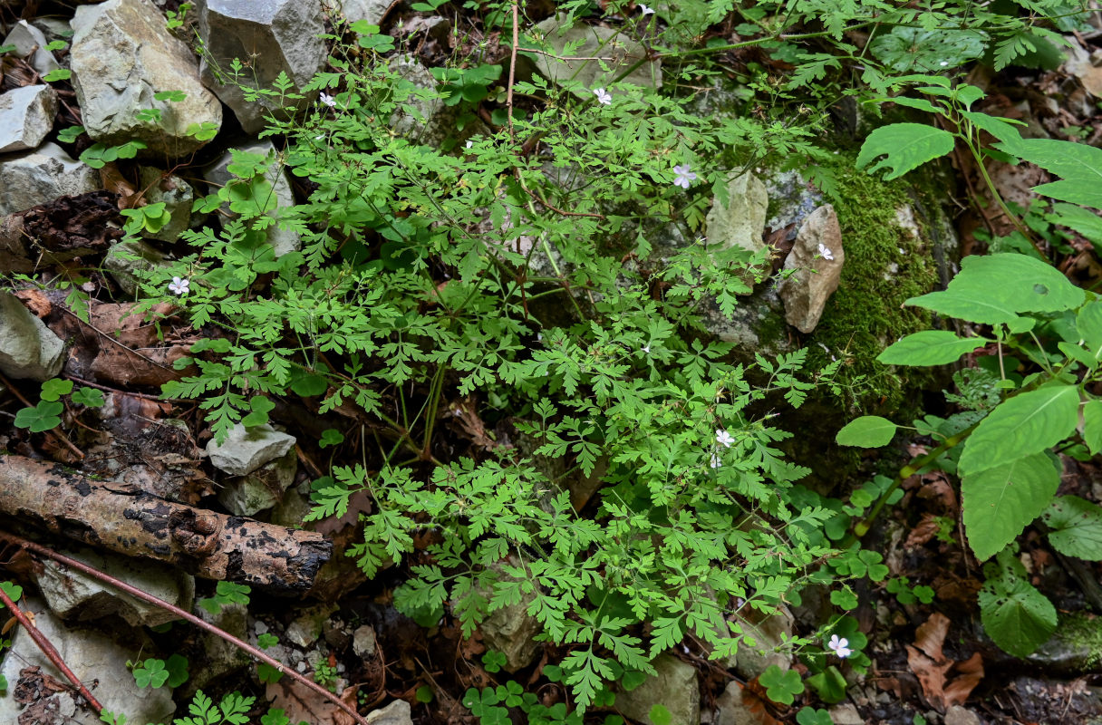 Изображение особи Geranium robertianum.